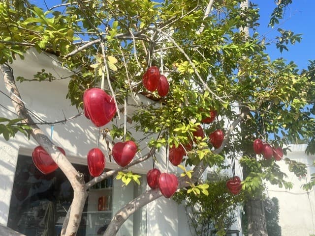 Red dragon fruits hang from a tree branch against a white building and blue sky in Manzanillo