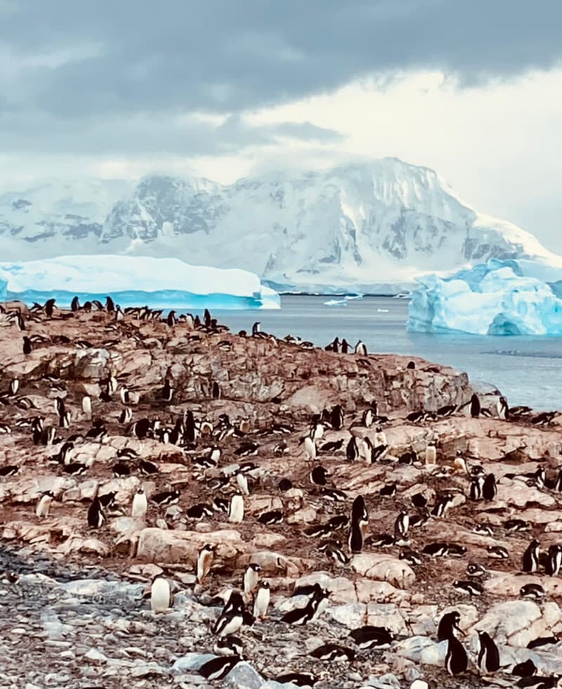 Antarctica — Lisa Metzger's travel story