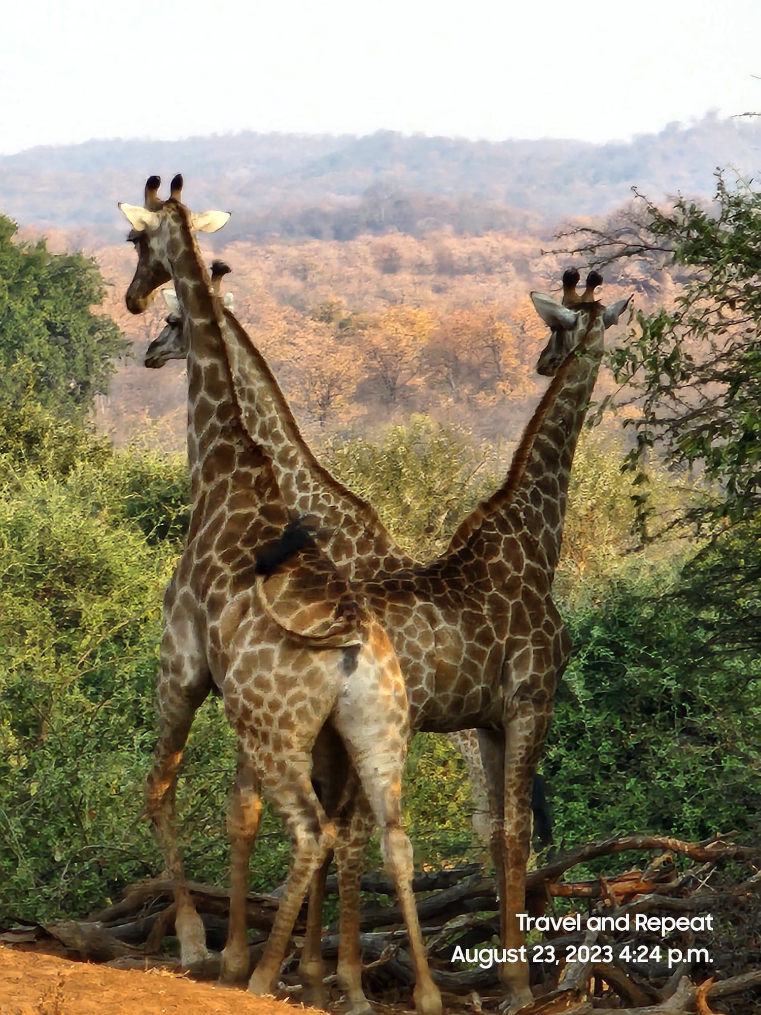 Two giraffes with long necks stretch to feed on acacia trees in Kruger National Park's savanna landscape