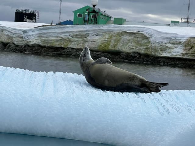 Theresa Bobrowsky's Antarctic Journey: Where Ice Calves and Penguins Chatter