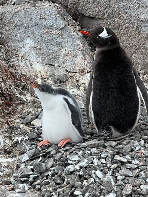 Theresa Bobrowsky's Antarctic Journey: Where Ice Calves and Penguins Chatter photo 2