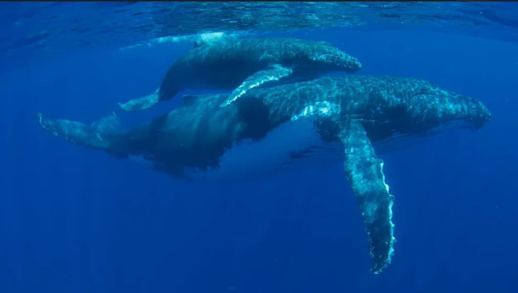 Cathy Larsen Swam with Humpback Whales in Tahiti photo 8