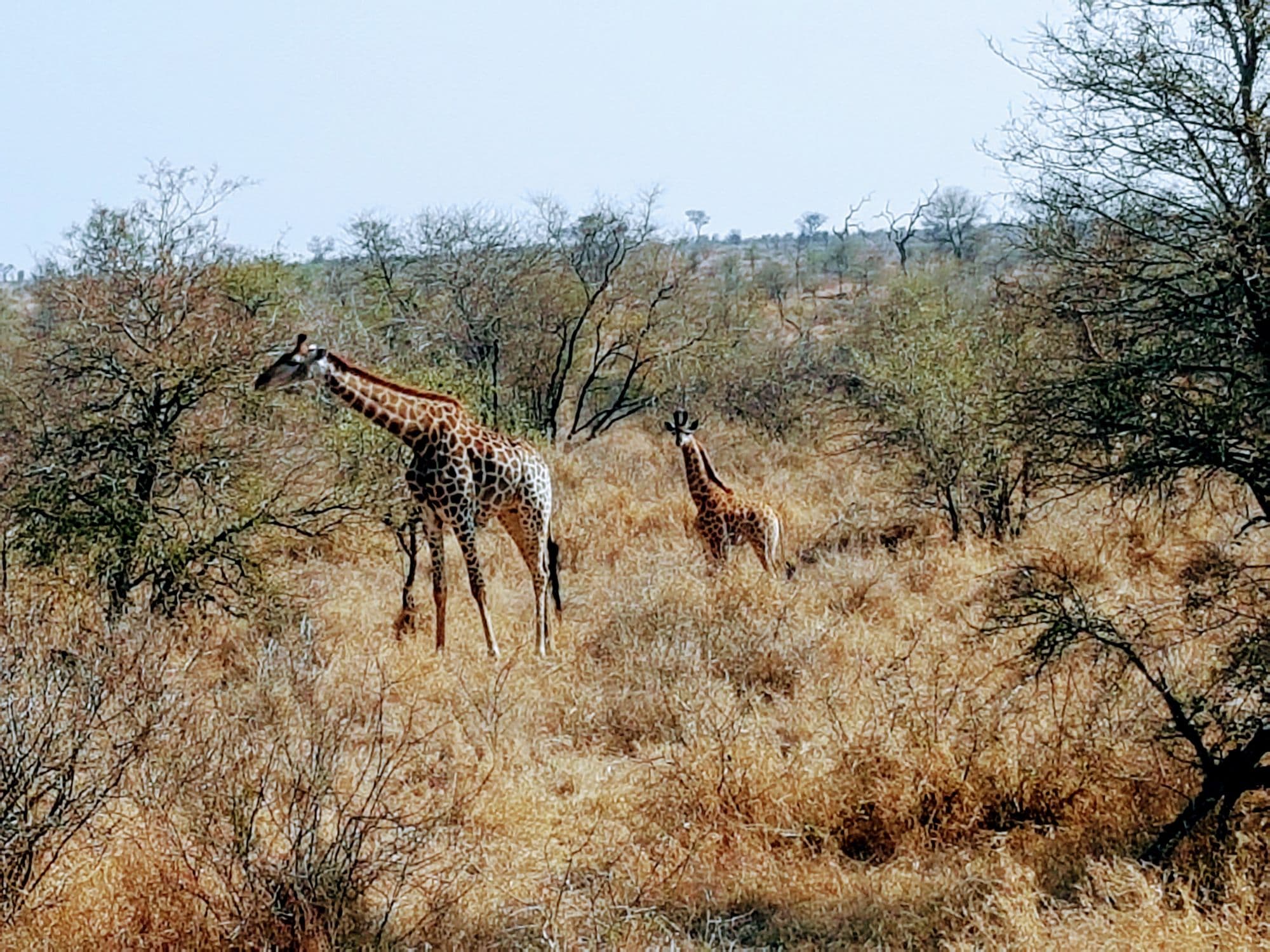 Botswana — Courtney Morin's travel story